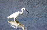 Great White Heron Port Aransas 2022
